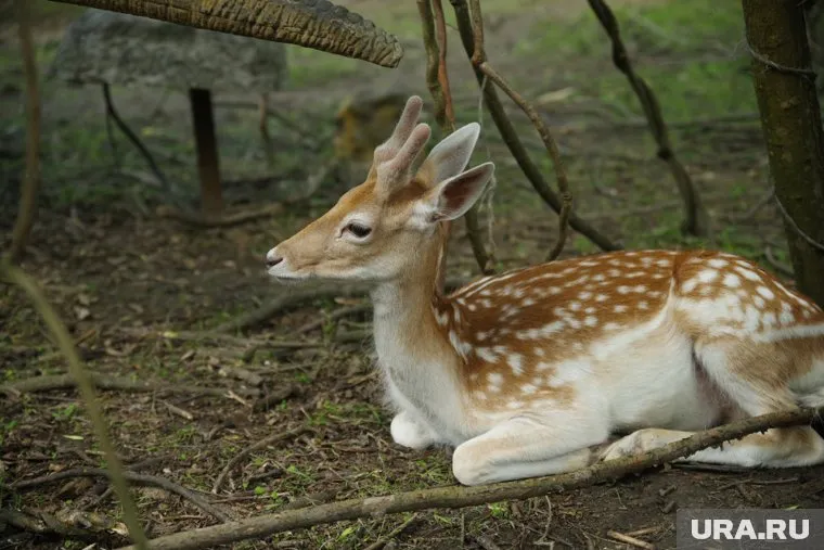 Сафари-парк будет располагаться на базе комплекса «Кипрея»