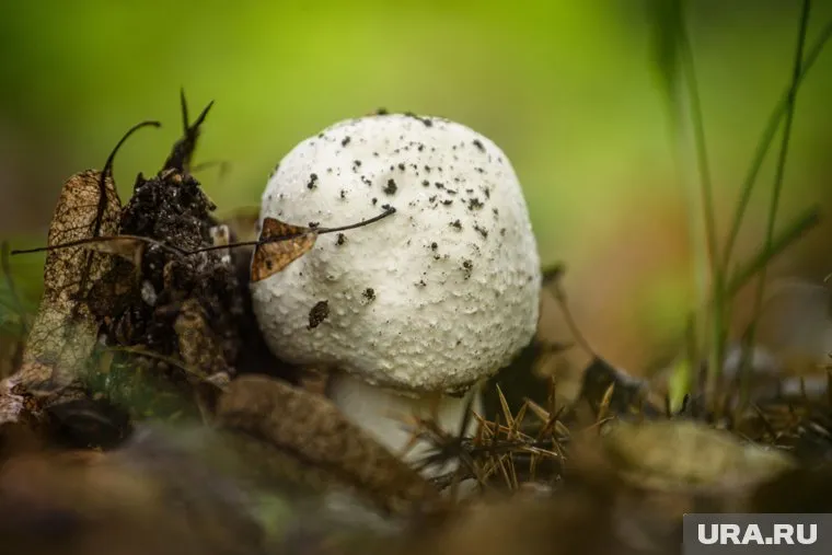 Головач продолговатый считается редкой находкой из-за малочисленности вида