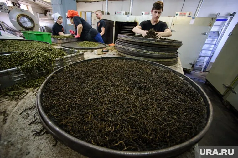 Иван-чай ферментируется в Тюмени на дровяной печи (Архивное фото)