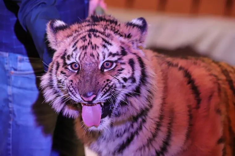 Пресс-показ нового циркового шоу "Клоун". Екатеринбург