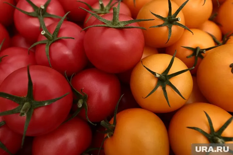 Вес некоторых помидоров превышает 500 граммов