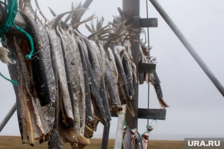 Ямалец незаконно ловил рыбу