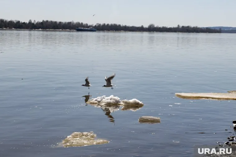 В реке Большой Юг нашли тело пятилетнего мальчика (фото из архива)
