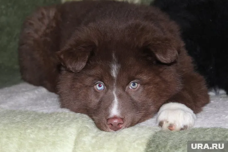 Хозяйка уже не чаяла увидеть питомицу в живых