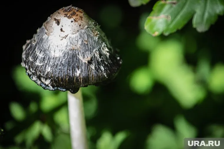 Чаще всего жители травились мухоморами или грибами, приготовленными с нарушением технологии