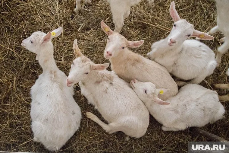Изоляция установлена в радиусе 3 километров неблагополучного пункта