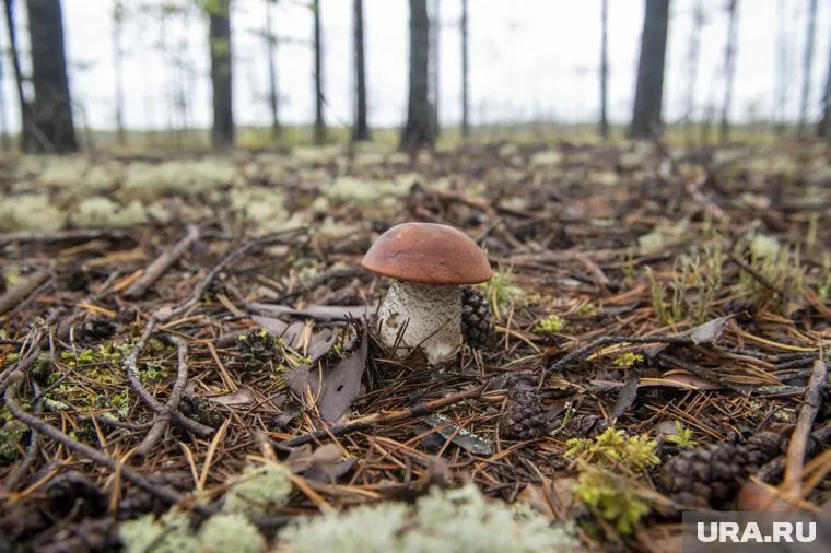 Белые грибы появились в Аргаяшском районе