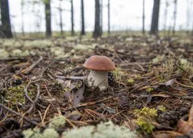 Челябинцы рассказали о втором урожае белых грибов