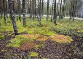 Полиция прочесывает лес Екатеринбурга в поисках человеческой головы