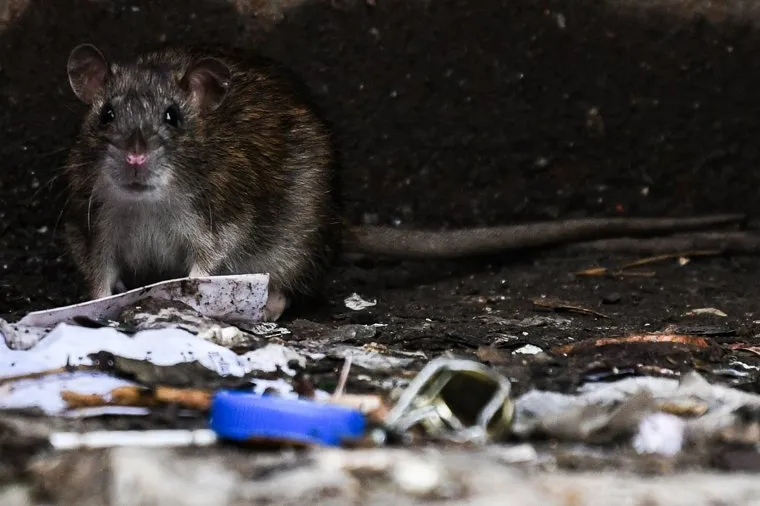 Крысы на помойке. Екатеринбург