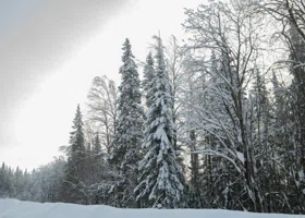 Эксперт объяснил, почему тела Усольцевых не нашли в тайге