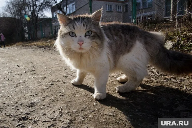 Животное даже не сопротивлялось, а только мяукало