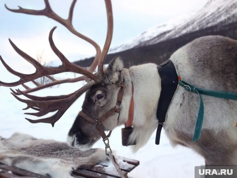 Оленьи рога особо ценятся в Китае