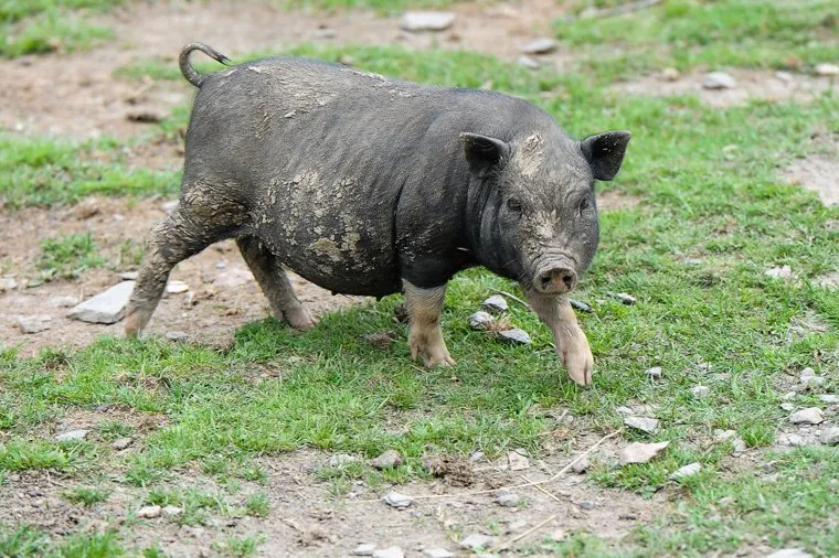 Пресс-тур по Синегорью Челябинск, свинья, кабанчик, парк птиц таганай