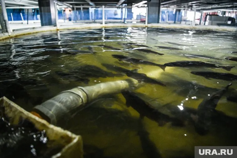 В Надыме начали выращивать форель
