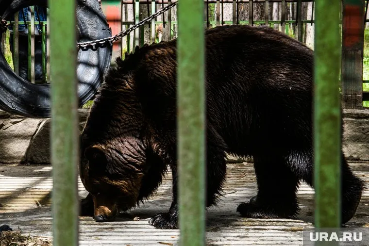 Медведь убежал в сторону садов (архивное фото)