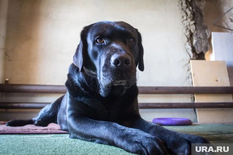 Стрелявший выгуливал лабрадора