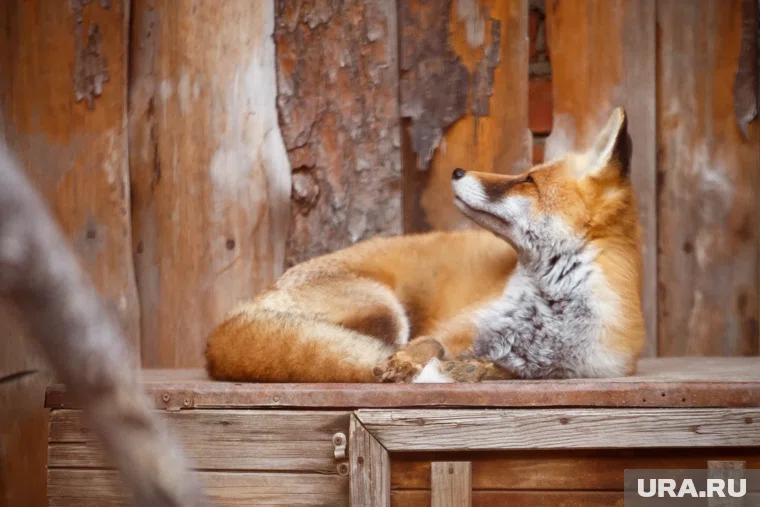 Лисица не нападает на курятники уже три дня 