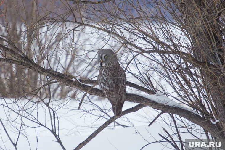Орнитологи надеются, что совам понравятся гнездовья (архивное фото)