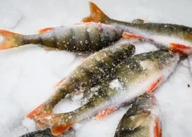 Фотография из галереи