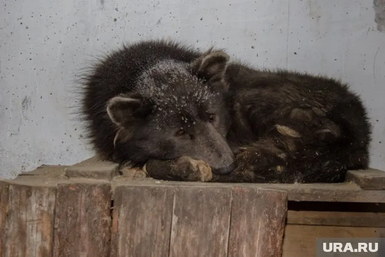 Необычной собаке нужны корм и прививки