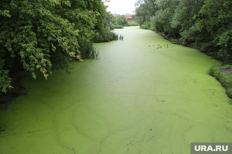 Битевка окружает территорию Центрального парка культуры и отдыха в Кургане