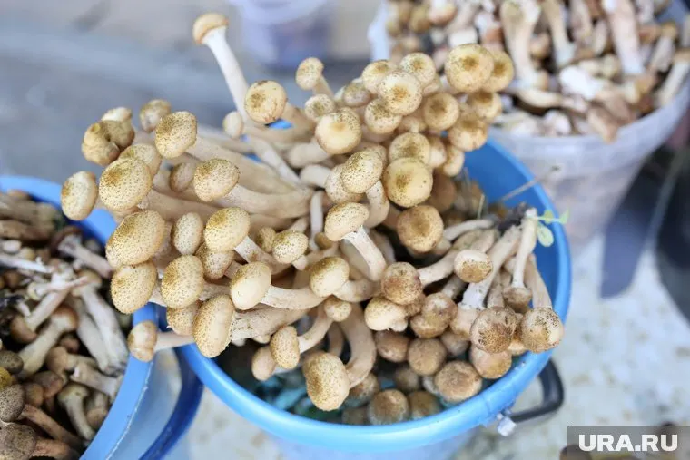 Если повезет, в сентябре опята можно будет вывозить из леса багажниками 