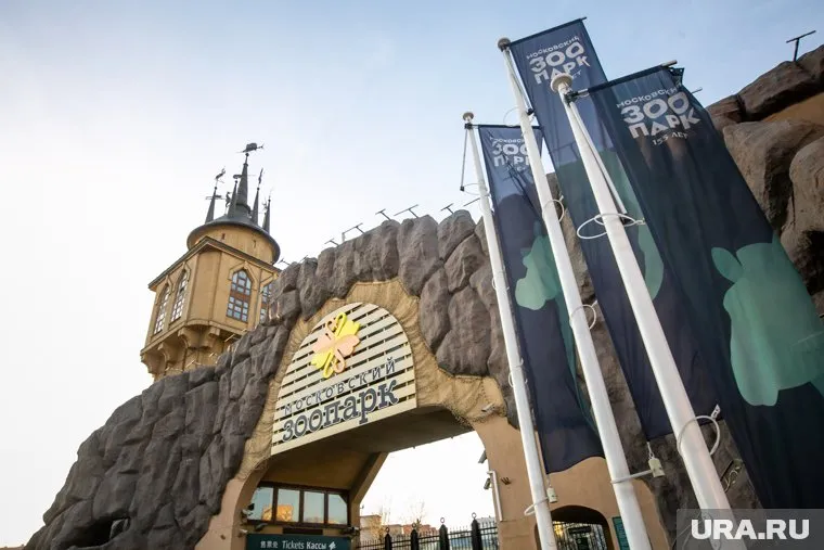 Овцебыков передадут в Московский зоопарк