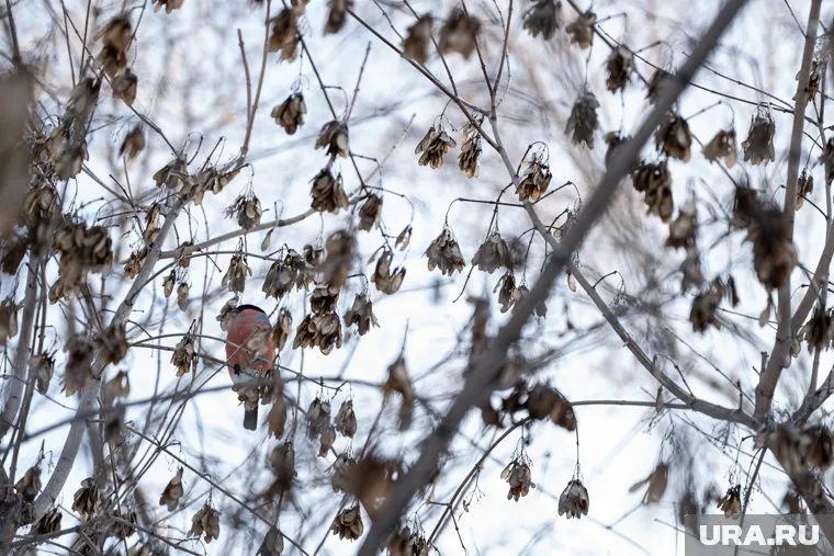 Температура в регионе может опуститься до -13 градусов