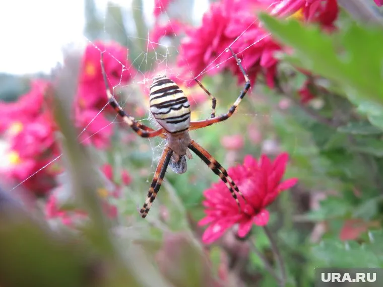В Курганскую область пришли пауки-осы