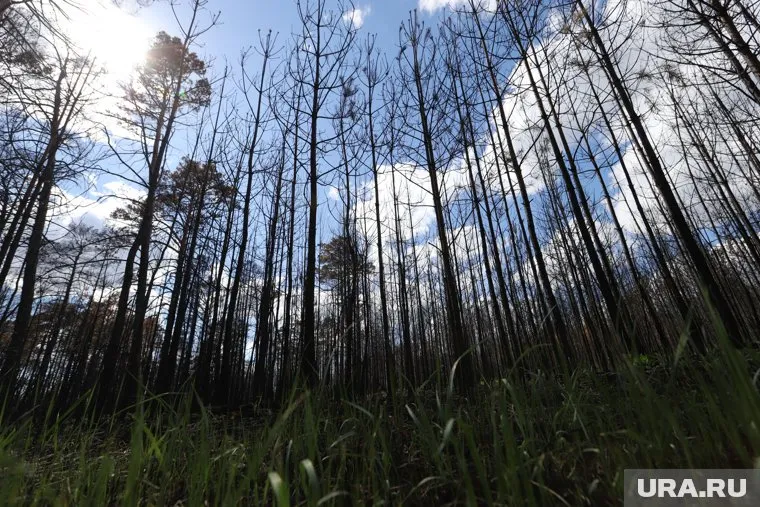 Лес у недобросовестных курганских арендаторов предлагается изымать