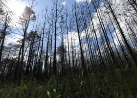 Губернатор Шумков предложил отбирать лес у арендаторов