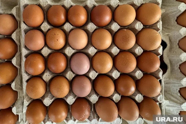 Цены на яйца в Кургане варьируются от 99 до 169 рублей