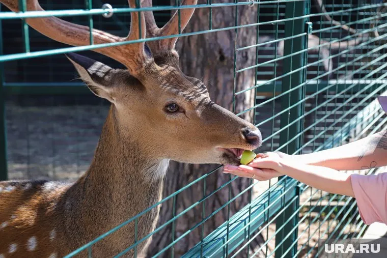 Животных мэрия Перми также дарит краевым властям