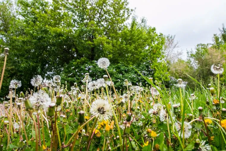 Плохое состояние городского сада. Курган