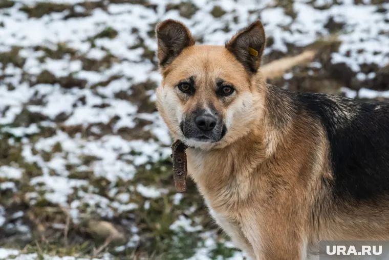 В приюте находится 42 собаки (архивное фото)