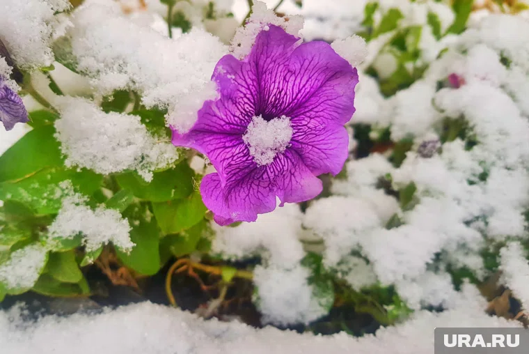 Начало зимы обернулось весной (архивное фото)