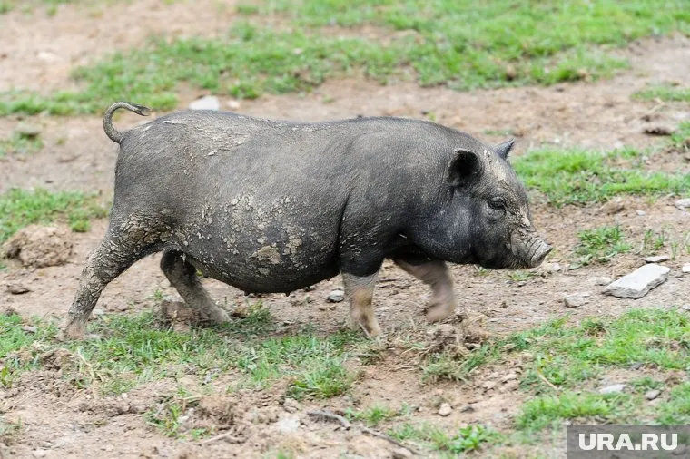 На ферме отсутствуют помещения для карантирования свиней