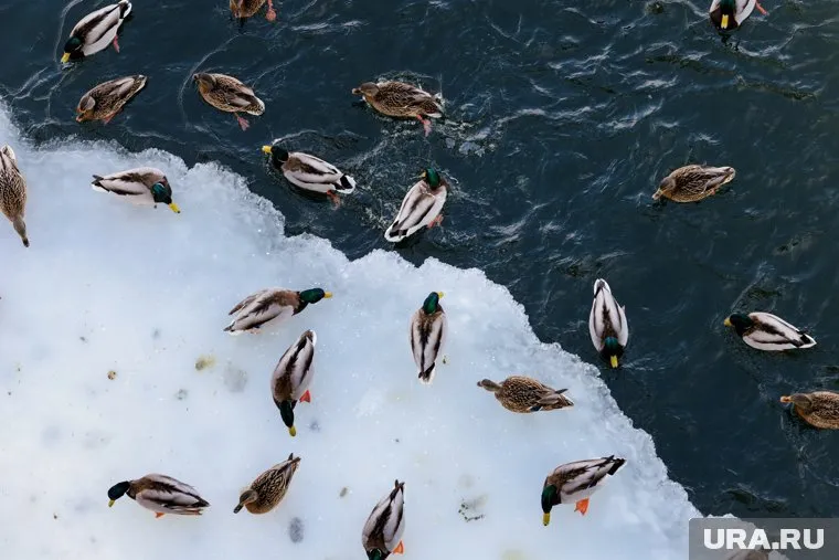 Жители Нефтеюганска пожаловались президенту на загрязнение реки