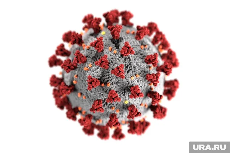 Вирусолог рассказал, о природном происхождении коронавируса