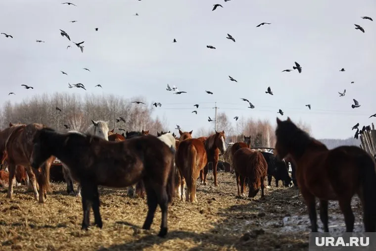 Лошадей увели с фермы в Куединском районе (архивное фото)