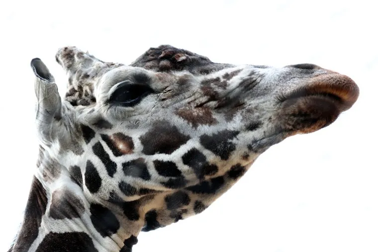 Животные и птицы Московского зоопарка. 30 мая 2024. Москва