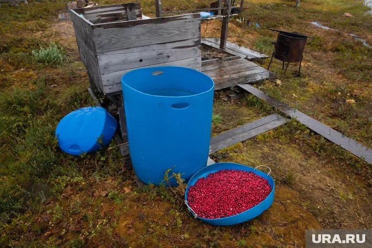 В ХМАО купить свежую клюкву можно меньше, чем по 200 рублей за килограмм 