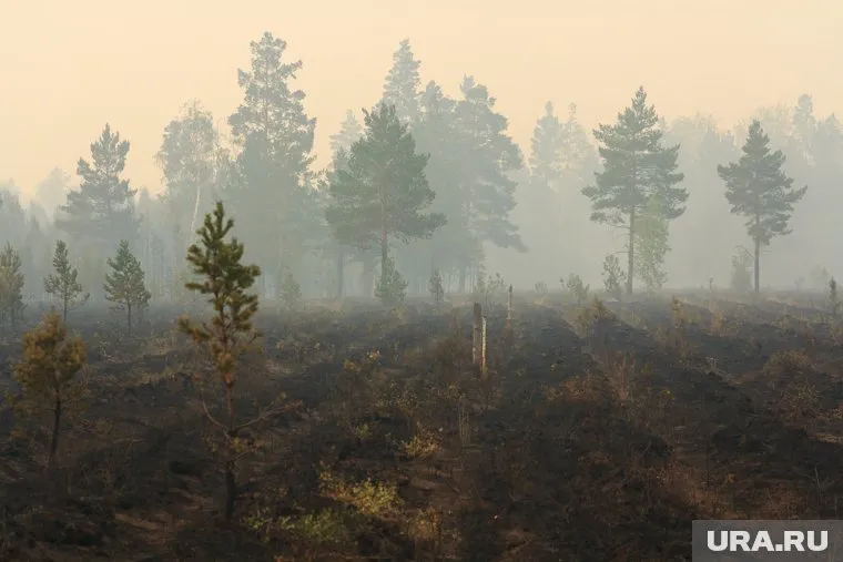 Внимание лесников привлек дым на опушке