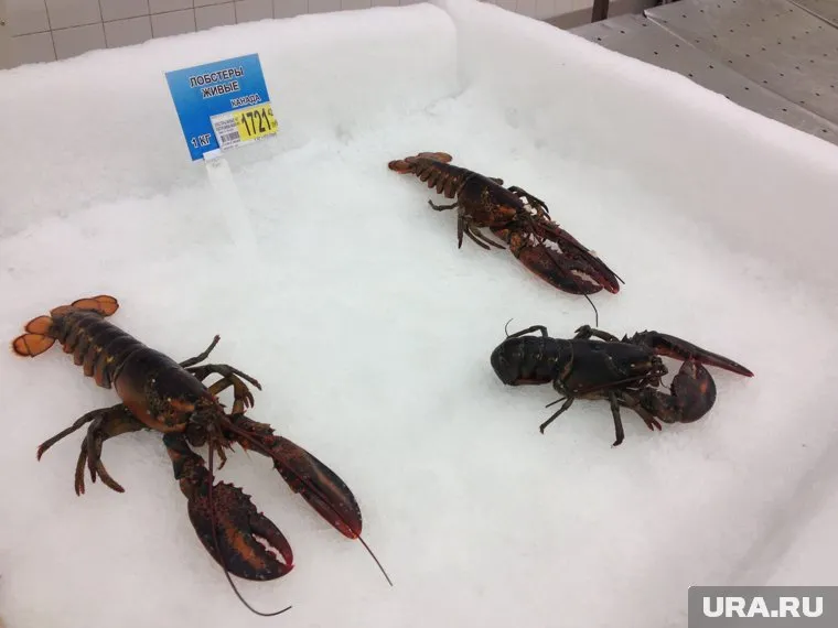 Раки были выпущены в озеро Смолино