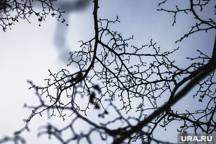 Новые деревья высаживают в Кургане (архивное фото)