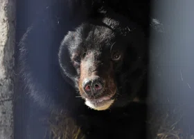 В ХМАО медведи отказываются залечь в спячку