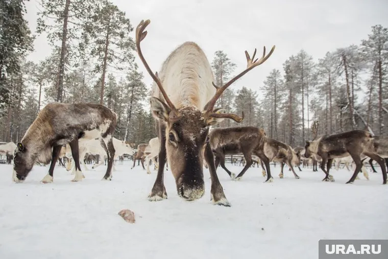 Олени не смогли пробить образовавшийся лед, чтобы добраться до корма