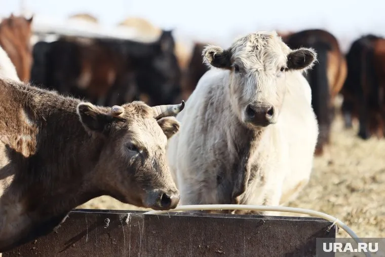 Компания курганского депутата увеличила забой скота на приобретенной ферме