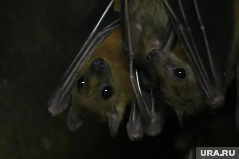 При появлении в доме летучей мыши нужно не паниковать и изолировать помещение